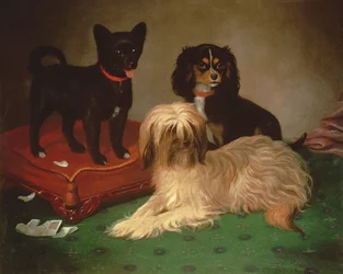 Three dogs